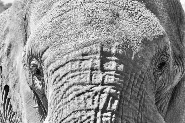 Zimbabwe: pure African heritage