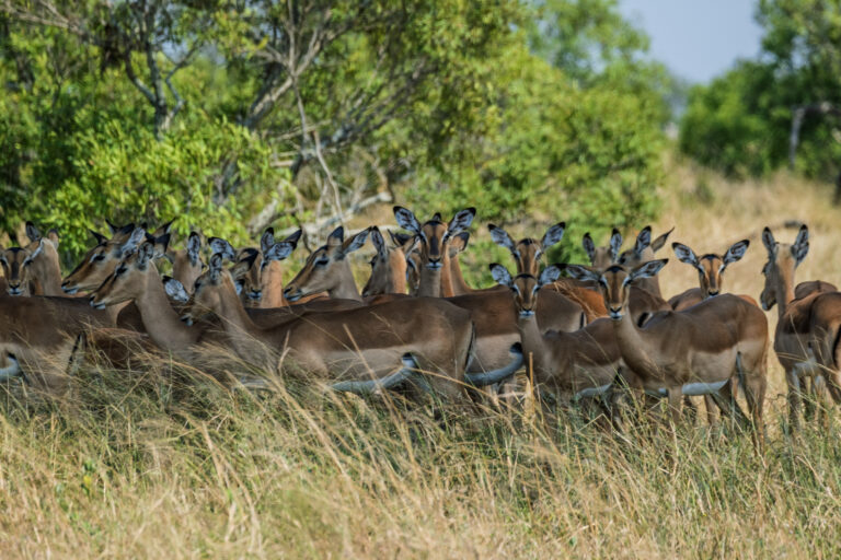 Cape Town: continental fusion